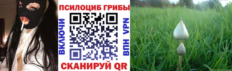 Псилоцибиновые грибы Cubensis  наркота  Шилка 